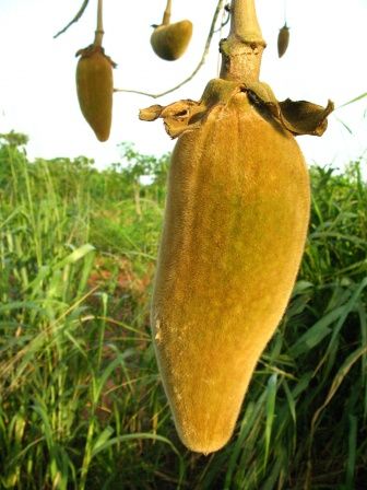 Į Britaniją bus leista įvežti baobabų vaisius 